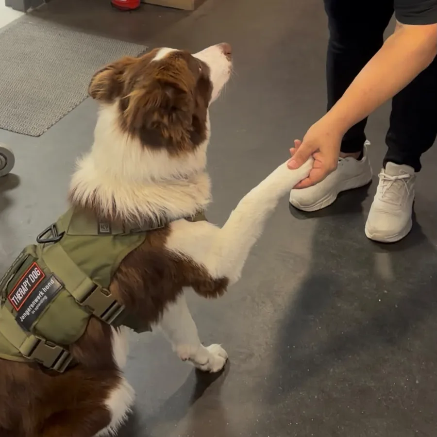 Lua in haar therapiehondentuig geeft binnen in het buurthuis een pootje.
