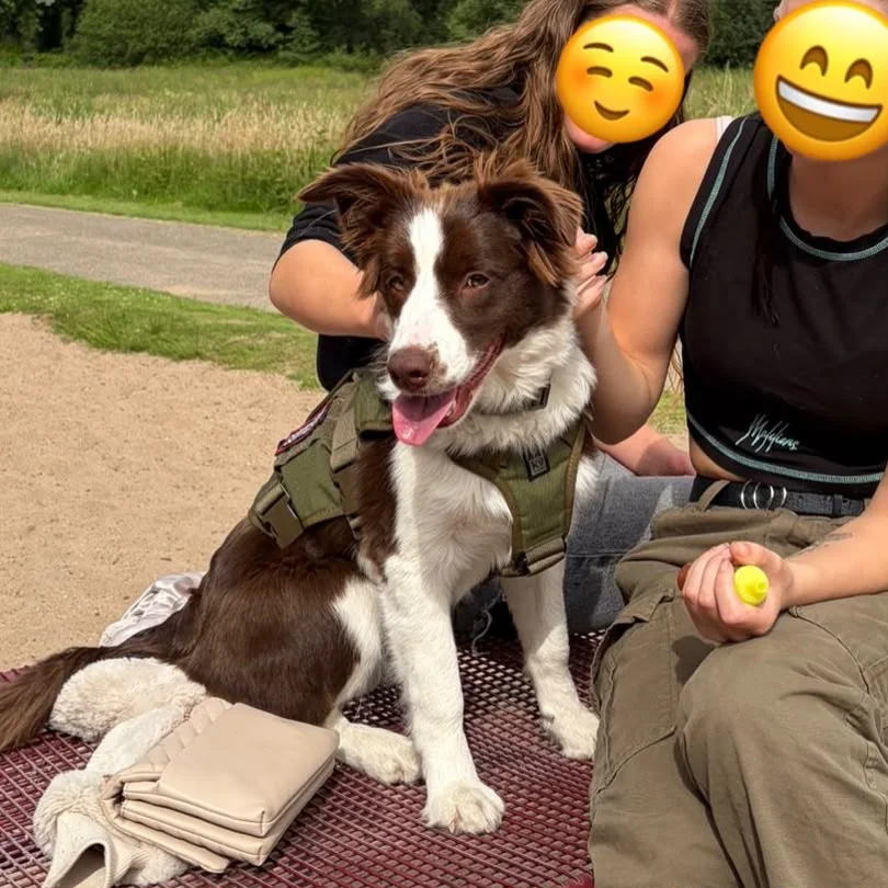 Lua zit in haar tuig op een picknicktafel in het park, tussen twee vriendinnen.
