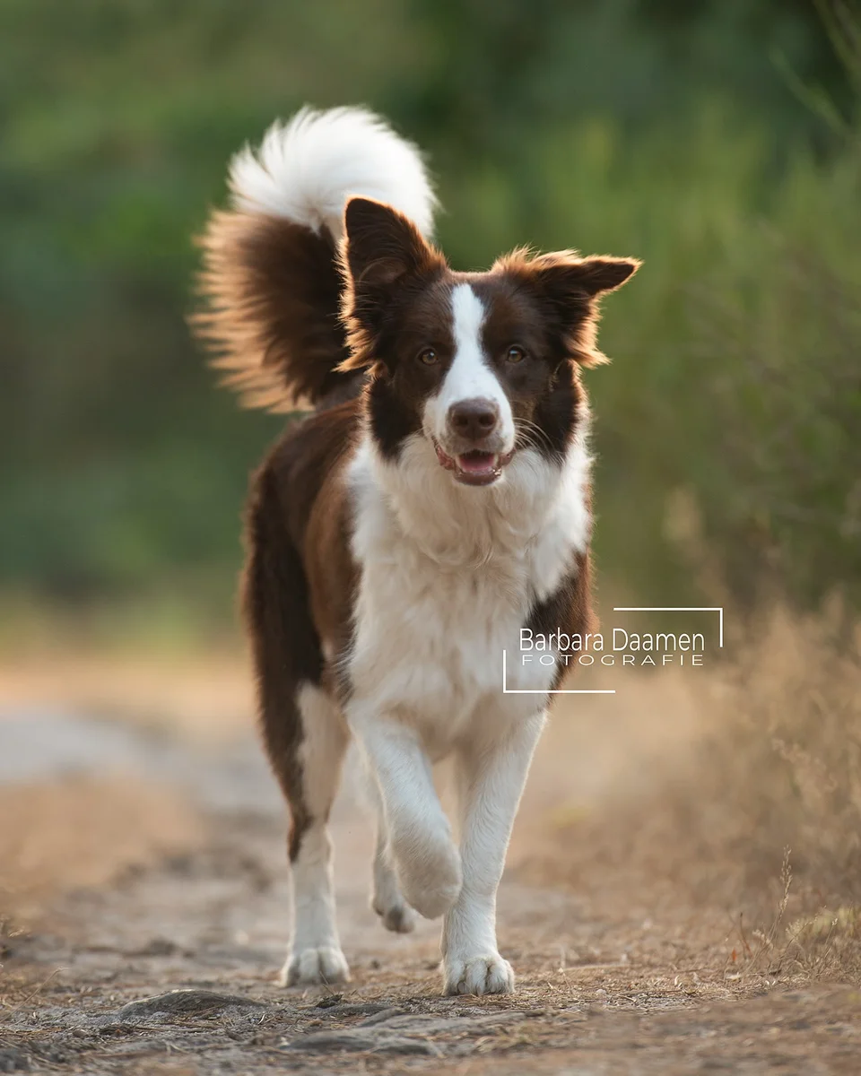 Lua, een bruin-witte bordercollie, loopt kwispelend over een zandpad tussen het groen.